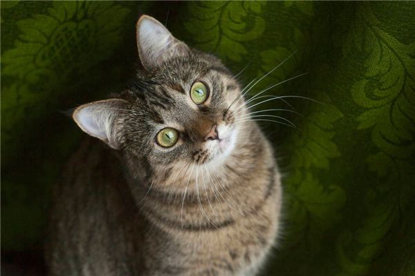 梦见人变成猫是什么预兆,梦见人变成猫是什么意思 梦见人变成猫是什么预兆,梦见人变成猫是什么意思