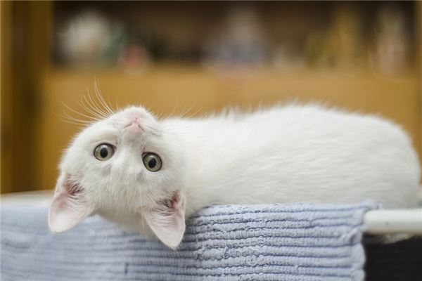 梦见猫追我是什么预兆,梦见猫追我是什么意思 梦见猫追我是什么预兆,梦见猫追我是什么意思