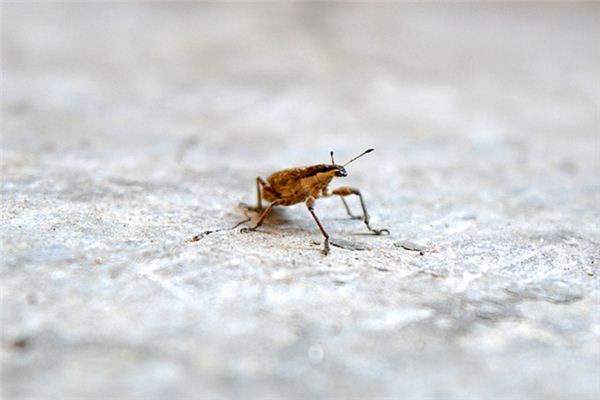 梦见拉出虫子是什么预兆,梦见拉出虫子是什么意思 梦见拉出虫子是什么预兆,梦见拉出虫子是什么意思