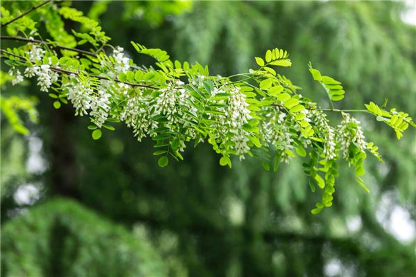 梦见摘槐花是什么预兆,梦见摘槐花是什么意思 梦见摘槐花是什么预兆,梦见摘槐花是什么意思