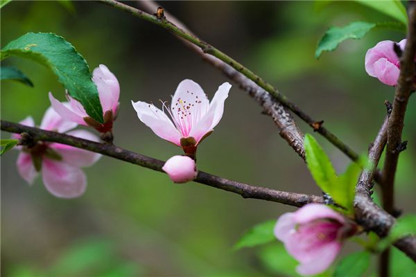 梦见摘桃花是什么预兆,梦见摘桃花是什么意思 梦见摘桃花是什么预兆,梦见摘桃花是什么意思