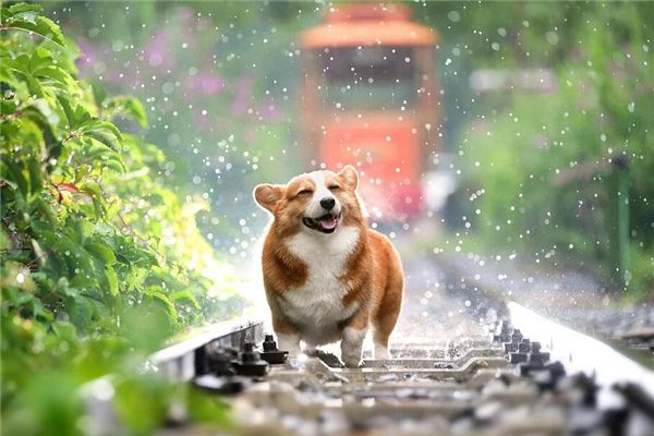 梦见有人杀狗是什么预兆,梦见有人杀狗是什么意思 梦见有人杀狗是什么预兆,梦见有人杀狗是什么意思