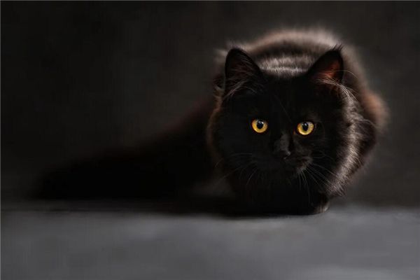 梦见被猫咬了是什么预兆,梦见被猫咬了是什么意思