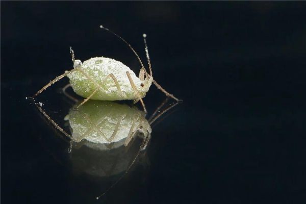 梦见身上有虱子是什么预兆,梦见身上有虱子是什么意思