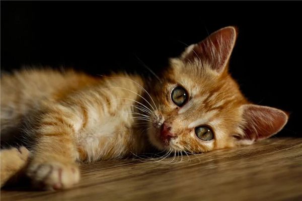 梦见病猫是什么预兆,梦见病猫是什么意思