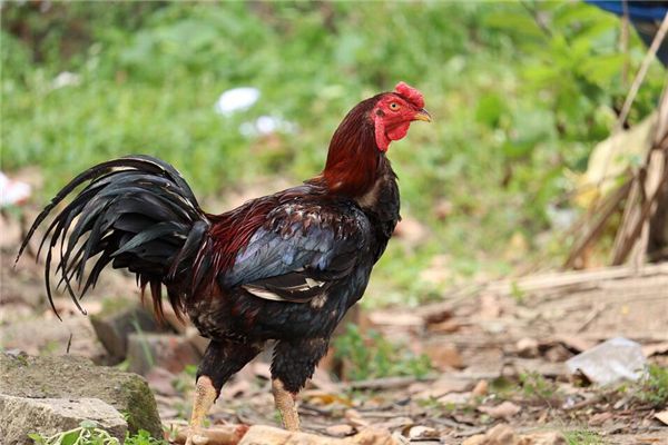 梦见死鸡死鸭是什么预兆,梦见死鸡死鸭是什么意思 梦见死鸡死鸭是什么预兆,梦见死鸡死鸭是什么意思