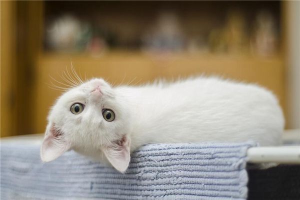 梦见白色的猫是什么预兆,梦见白色的猫是什么意思 梦见白色的猫是什么预兆,梦见白色的猫是什么意思