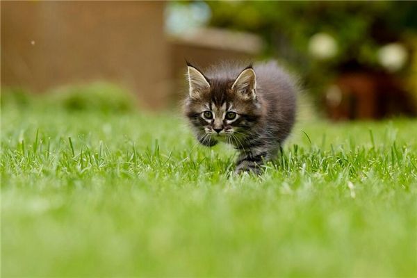 梦见猫抓蛇是什么预兆,梦见猫抓蛇是什么意思 梦见猫抓蛇是什么预兆,梦见猫抓蛇是什么意思