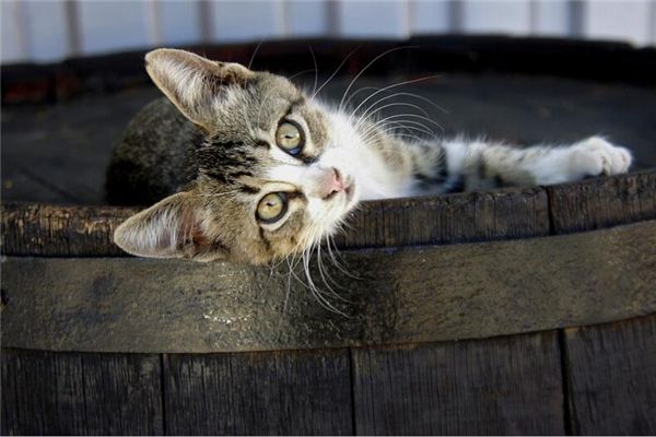 梦见猫在水里是什么预兆,梦见猫在水里是什么意思
