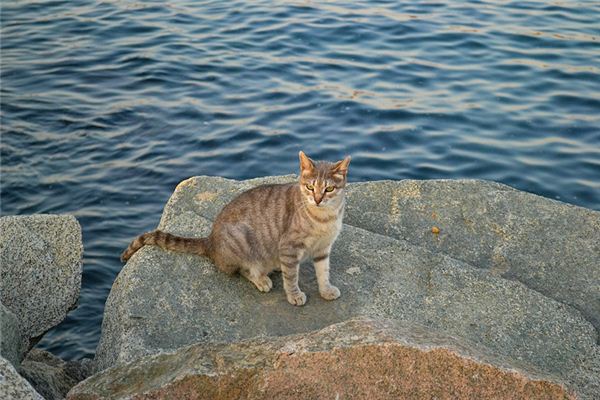 梦见流浪猫是什么预兆,梦见流浪猫是什么意思