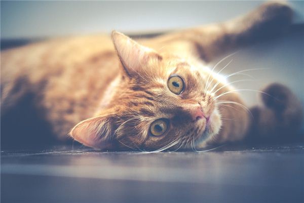 梦见被猫追咬是什么预兆,梦见被猫追咬是什么意思 梦见被猫追咬是什么预兆,梦见被猫追咬是什么意思