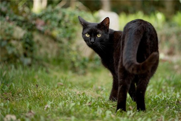 梦见猫逃跑是什么预兆,梦见猫逃跑是什么意思 梦见猫逃跑是什么预兆,梦见猫逃跑是什么意思