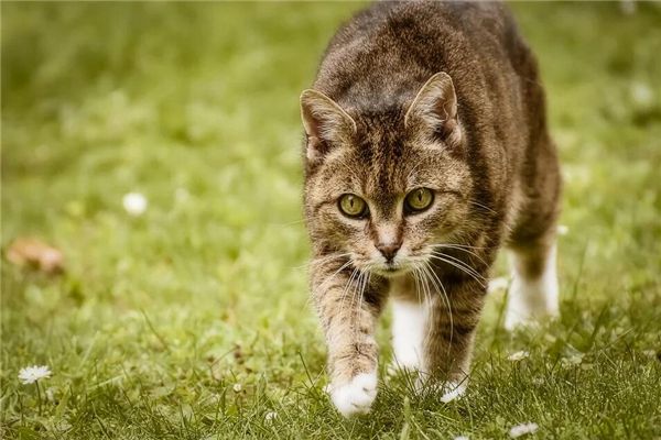 梦见猫挡路是什么预兆,梦见猫挡路是什么意思 梦见猫挡路是什么预兆,梦见猫挡路是什么意思