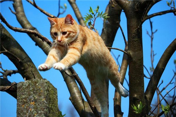 梦见猫跳楼是什么预兆,梦见猫跳楼是什么意思 梦见猫跳楼是什么预兆,梦见猫跳楼是什么意思