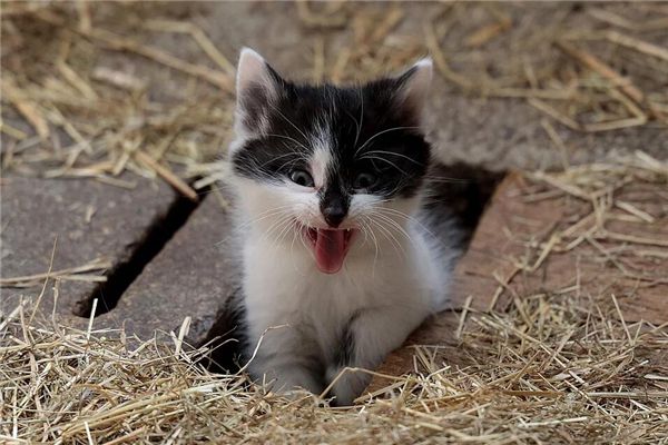 梦见猫咬流血是什么预兆,梦见猫咬流血是什么意思 梦见猫咬流血是什么预兆,梦见猫咬流血是什么意思