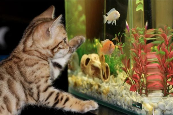 梦见猫抓鱼是什么预兆,梦见猫抓鱼是什么意思 梦见猫抓鱼是什么预兆,梦见猫抓鱼是什么意思