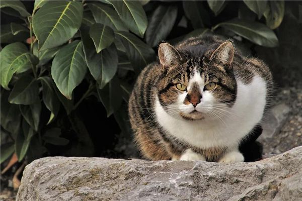 梦见猫咬屁股是什么预兆,梦见猫咬屁股是什么意思 梦见猫咬屁股是什么预兆,梦见猫咬屁股是什么意思