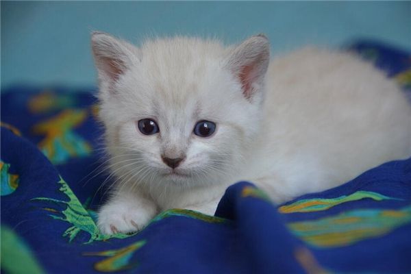 梦见猫被杀是什么预兆,梦见猫被杀是什么意思 梦见猫被杀是什么预兆,梦见猫被杀是什么意思