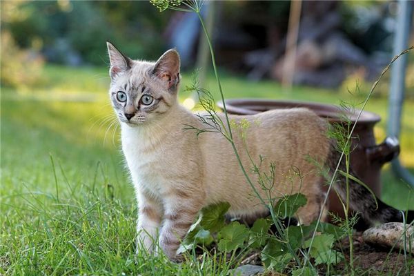梦见给猫接生是什么预兆,梦见给猫接生是什么意思 梦见给猫接生是什么预兆,梦见给猫接生是什么意思