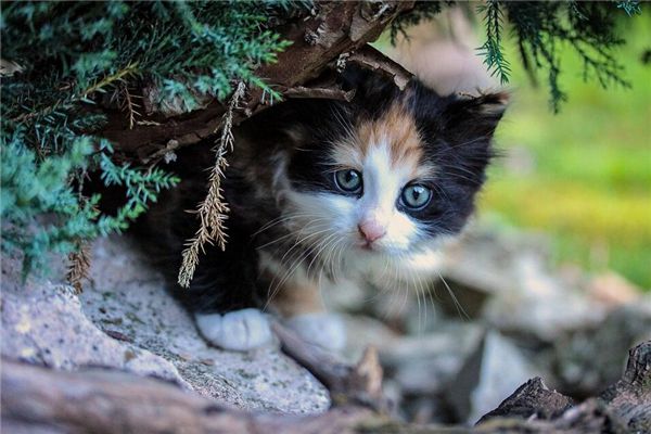 梦见猫入怀是什么预兆,梦见猫入怀是什么意思 梦见猫入怀是什么预兆,梦见猫入怀是什么意思