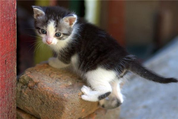 梦见小猫死了是什么预兆,梦见小猫死了是什么意思