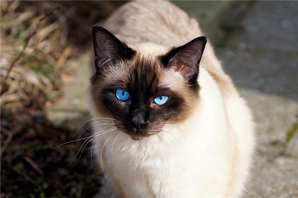 梦见打猫是什么预兆,梦见打猫是什么意思 梦见打猫是什么预兆,梦见打猫是什么意思
