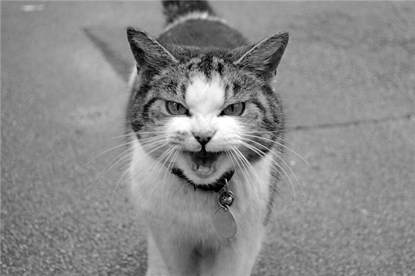 梦见猫笑是什么预兆,梦见猫笑是什么意思 梦见猫笑是什么预兆,梦见猫笑是什么意思