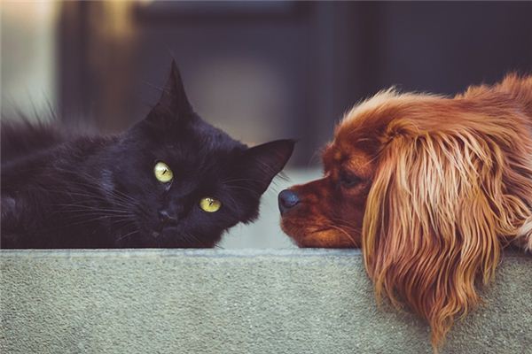 梦见被猫狗咬是什么预兆,梦见被猫狗咬是什么意思 梦见被猫狗咬是什么预兆,梦见被猫狗咬是什么意思