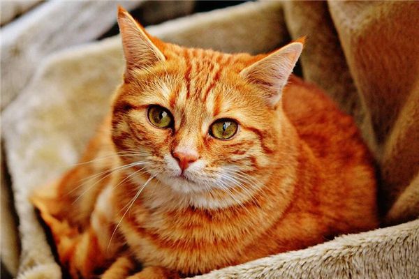 梦见黄猫是什么预兆,梦见黄猫是什么意思 梦见黄猫是什么预兆,梦见黄猫是什么意思