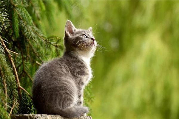 梦见灰色的猫是什么预兆,梦见灰色的猫是什么意思 梦见灰色的猫是什么预兆,梦见灰色的猫是什么意思