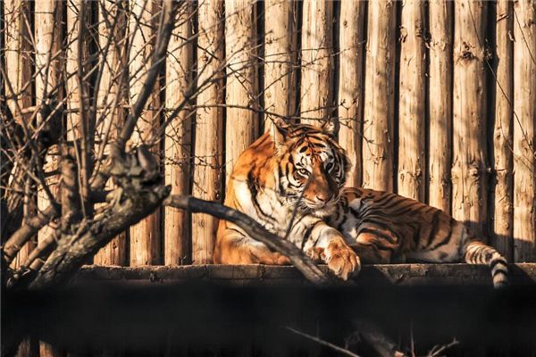 梦见老虎和猫是什么预兆,梦见老虎和猫是什么意思 梦见老虎和猫是什么预兆,梦见老虎和猫是什么意思