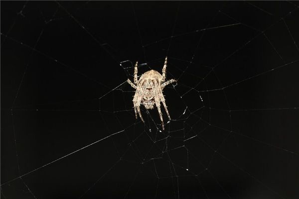 梦见蜘蛛织网是什么预兆,梦见蜘蛛织网是什么意思 梦见蜘蛛织网是什么预兆,梦见蜘蛛织网是什么意思