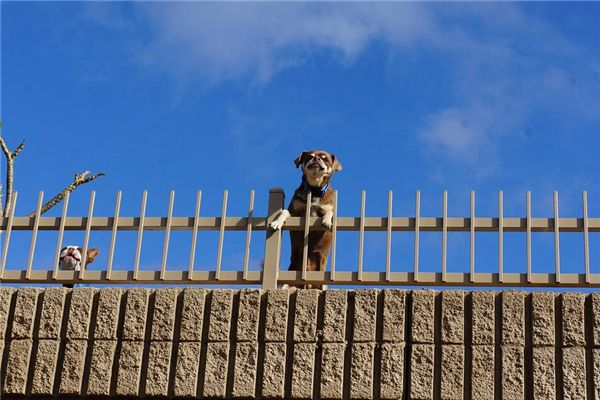 梦见打狗、打猫是什么预兆,梦见打狗、打猫是什么意思