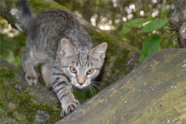 梦见猫咬人是什么预兆,梦见猫咬人是什么意思 梦见猫咬人是什么预兆,梦见猫咬人是什么意思