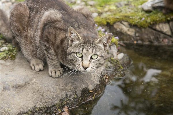 梦见猫说话是什么预兆,梦见猫说话是什么意思 梦见猫说话是什么预兆,梦见猫说话是什么意思