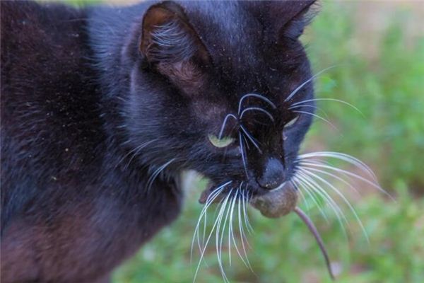 梦见猫吃老鼠是什么预兆,梦见猫吃老鼠是什么意思