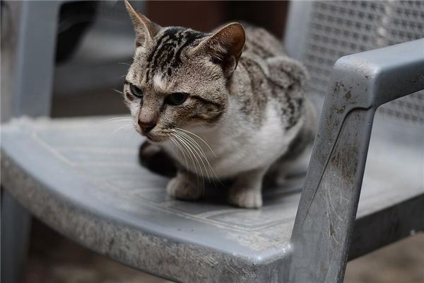 梦见猫拉屎是什么预兆,梦见猫拉屎是什么意思 梦见猫拉屎是什么预兆,梦见猫拉屎是什么意思