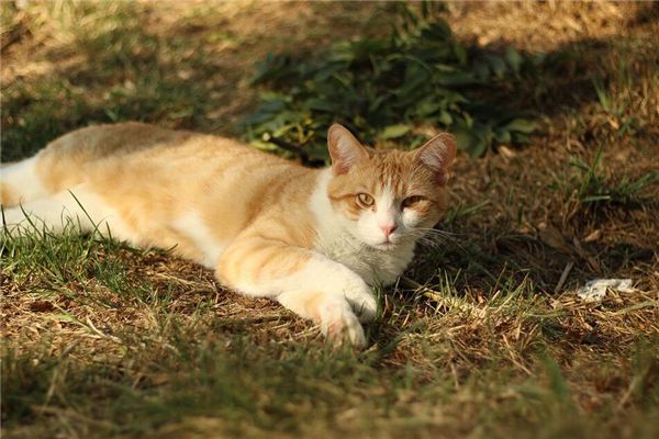 梦见猫咬手是什么预兆,梦见猫咬手是什么意思 梦见猫咬手是什么预兆,梦见猫咬手是什么意思