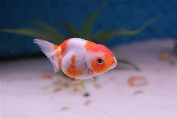 梦见鱼咬人流血了是什么预兆,梦见鱼咬人流血了是什么意思 梦见鱼咬人流血了是什么预兆,梦见鱼咬人流血了是什么意思
