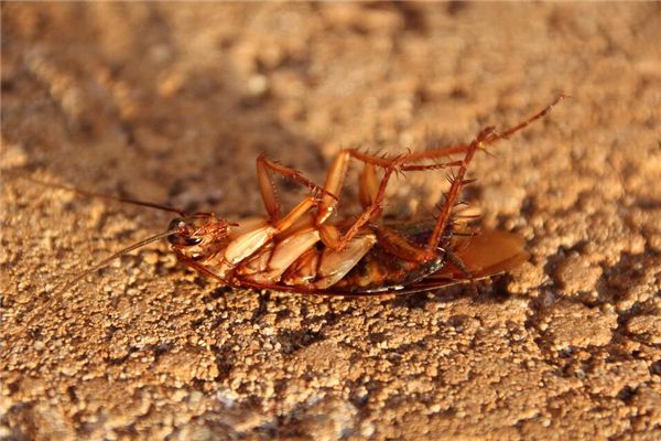梦见死蟑螂是什么预兆,梦见死蟑螂是什么意思