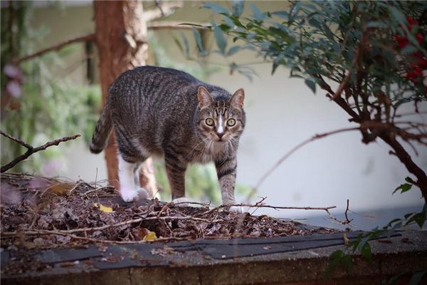 梦见把猫打死是什么预兆,梦见把猫打死是什么意思