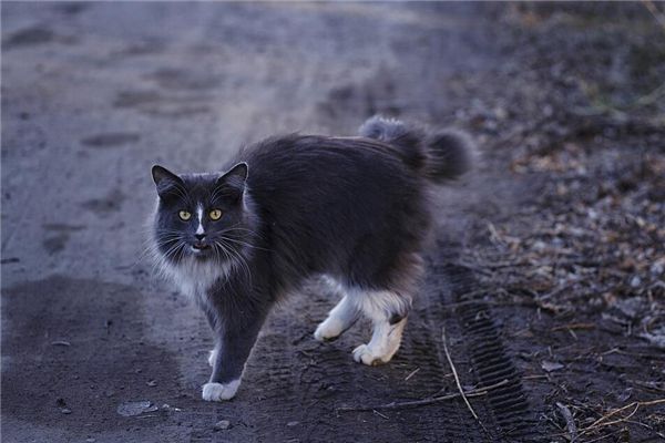 梦见大猫带小猫是什么预兆,梦见大猫带小猫是什么意思 梦见大猫带小猫是什么预兆,梦见大猫带小猫是什么意思