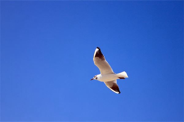 梦见大海上飞翔的海鸥是什么预兆,梦见大海上飞翔的海鸥是什么意思