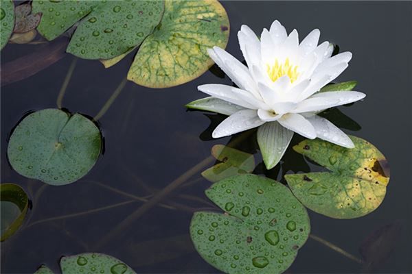 梦见外表清丽脱俗的莲花是什么预兆,梦见外表清丽脱俗的莲花是什么意思 梦见外表清丽脱俗的莲花是什么预兆,梦见外表清丽脱俗的莲花是什么意思