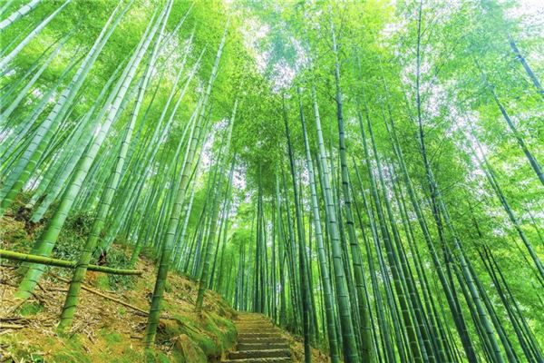 梦见竹子开花是什么预兆,梦见竹子开花是什么意思 梦见竹子开花是什么预兆,梦见竹子开花是什么意思