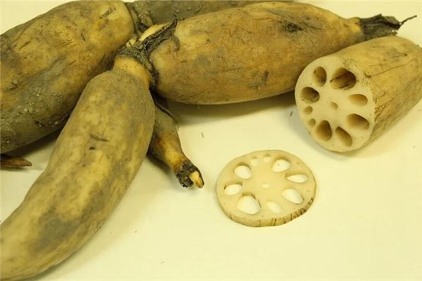梦见挖藕是什么预兆,梦见挖藕是什么意思