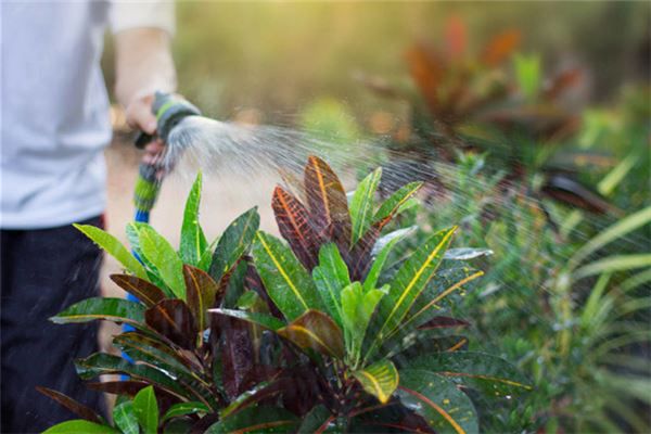 梦见给植物浇水是什么预兆,梦见给植物浇水是什么意思 梦见给植物浇水是什么预兆,梦见给植物浇水是什么意思