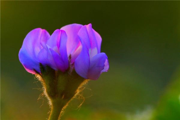 梦见紫色花是什么预兆,梦见紫色花是什么意思