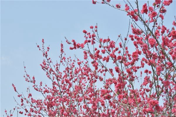 梦见桃花桃子是什么预兆,梦见桃花桃子是什么意思 梦见桃花桃子是什么预兆,梦见桃花桃子是什么意思