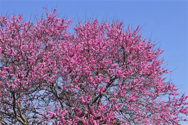 梦见桃花树是什么预兆,梦见桃花树是什么意思 梦见桃花树是什么预兆,梦见桃花树是什么意思